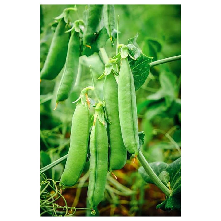 Green Peas (Winter Variety) Seeds for Planting – Cold-Resistant, Heirloom Vegetable Seeds for Cool Season Gardening | Neera Seeds product photo [neera-v4-e3517a6f6d38a12f53ba]