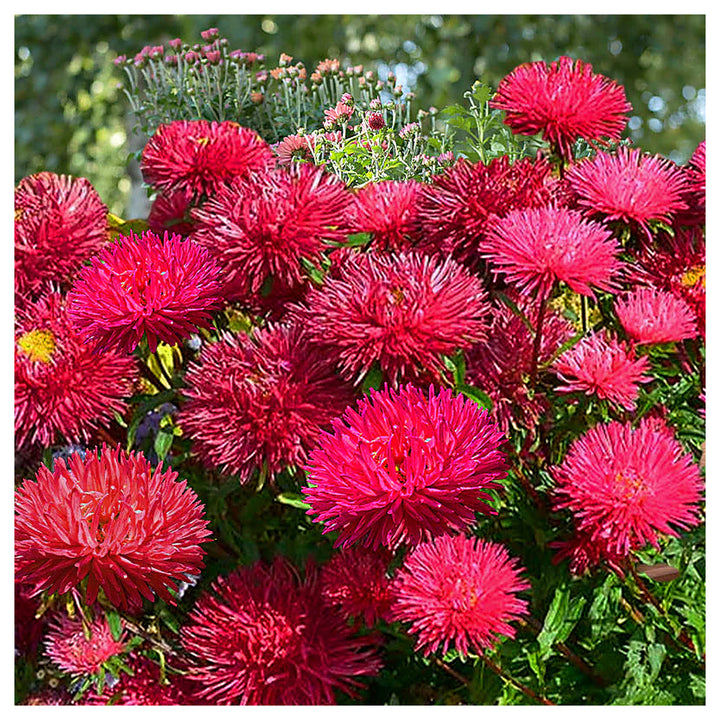Red Aster Heirloom Non-GMO Seeds for Planting – High Germination Organic Garden Seeds | Neera Seeds product photo [neera-v4-e35627ba21711d7d38d2]