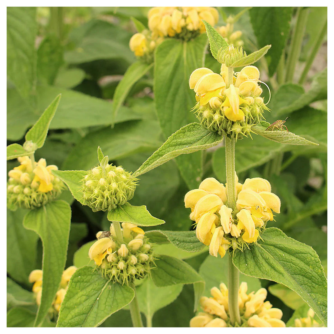 Sage Jerusalem Flower Seeds – Heirloom Non-GMO Aromatic Blooms, Drought-Tolerant Garden Planting | Neera Seeds product photo [neera-v4-e36d5aee7c0ca66c847b]