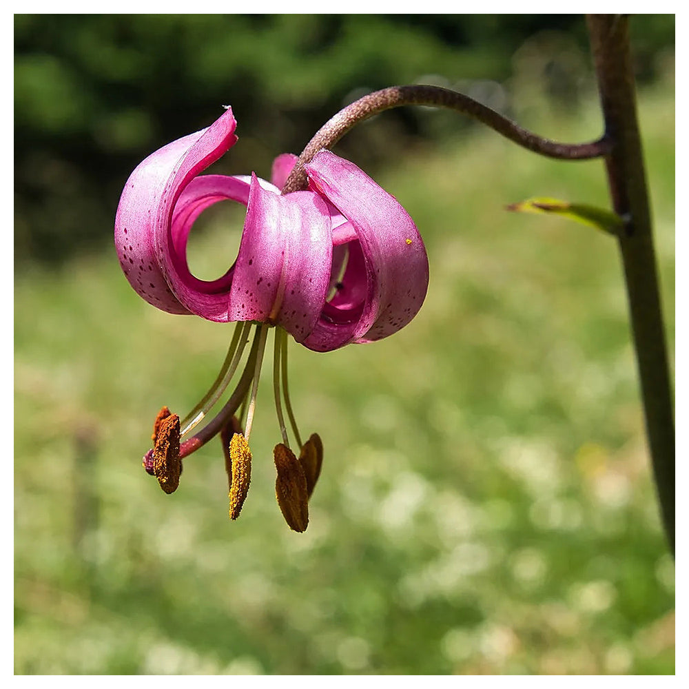 Heirloom Non-GMO Lilium Martagon Flower Seeds for Unique Garden Blooms and Woodland Planting | Neera Seeds product photo [neera-v4-e38def216eeec3773a19]