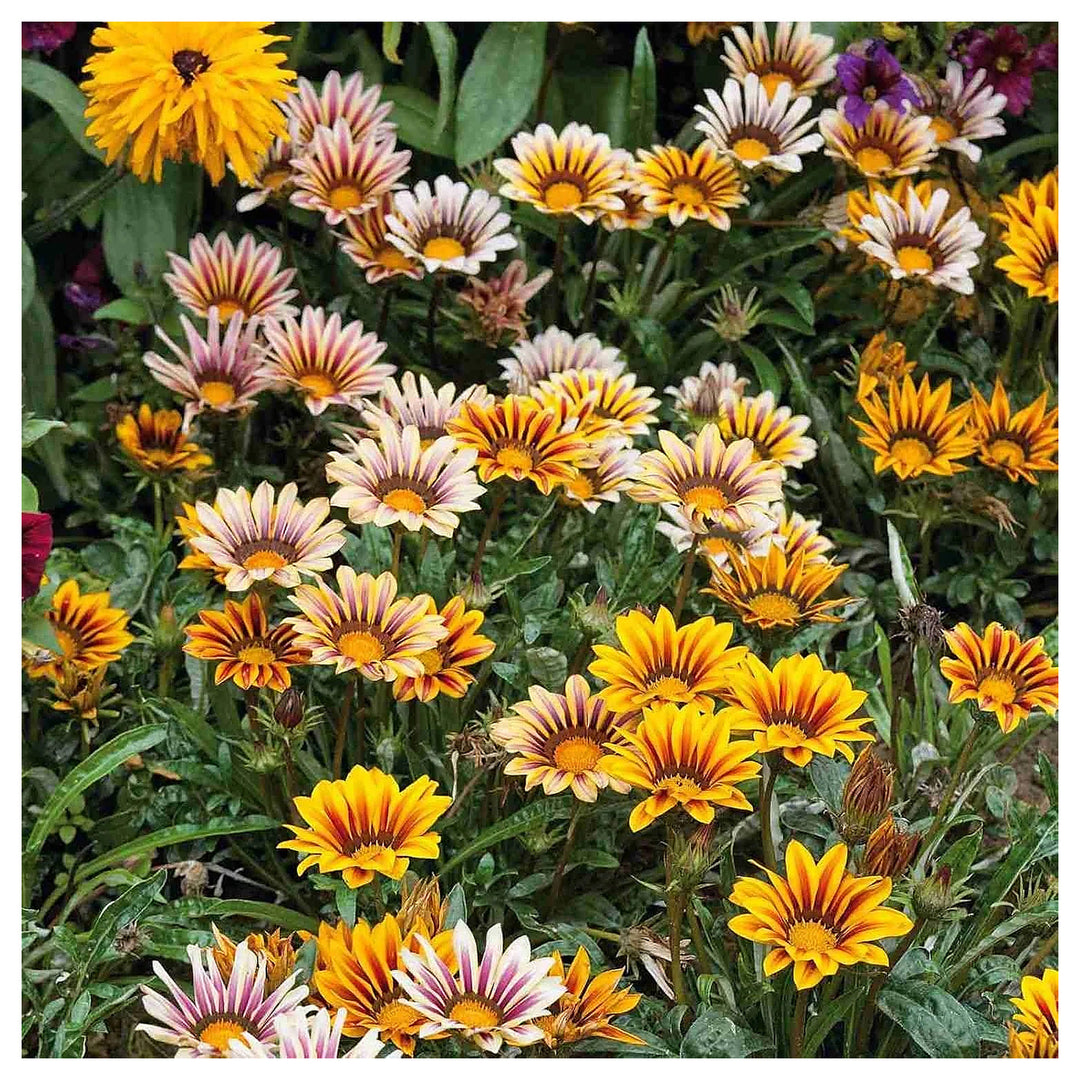Gazania Sunshine Flower Seeds for Planting – Heirloom & Non-GMO Drought-Tolerant Blooms for Sunny Borders & Contain | Neera Seeds product photo [neera-v4-e399440a0b3c65c10415]