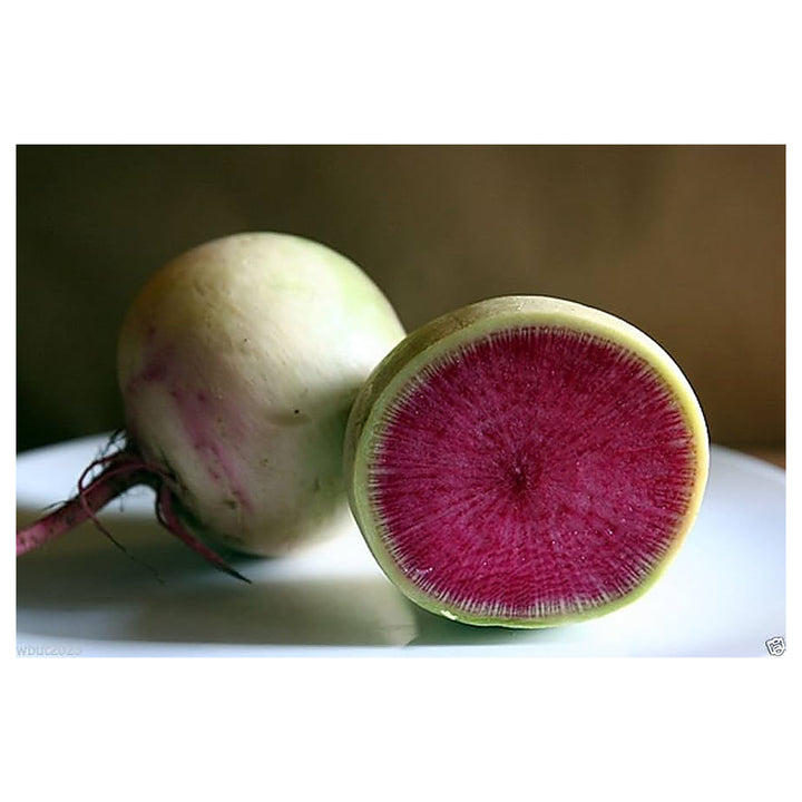 Chinese Radish Seeds (Red Meat) for Planting – Heirloom, Non-GMO, High Germination Garden Seeds | Neera Seeds product photo [neera-v4-e39d62da0e4486e8ffee]
