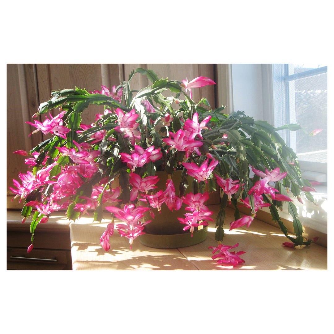 Heirloom Non-GMO Schlumbergera Flower Seeds – Rosy Christmas Cactus Blooms for Indoor Pots, High Germination | Neera Seeds product photo [neera-v4-e39e99a4069e7a7e79b0]
