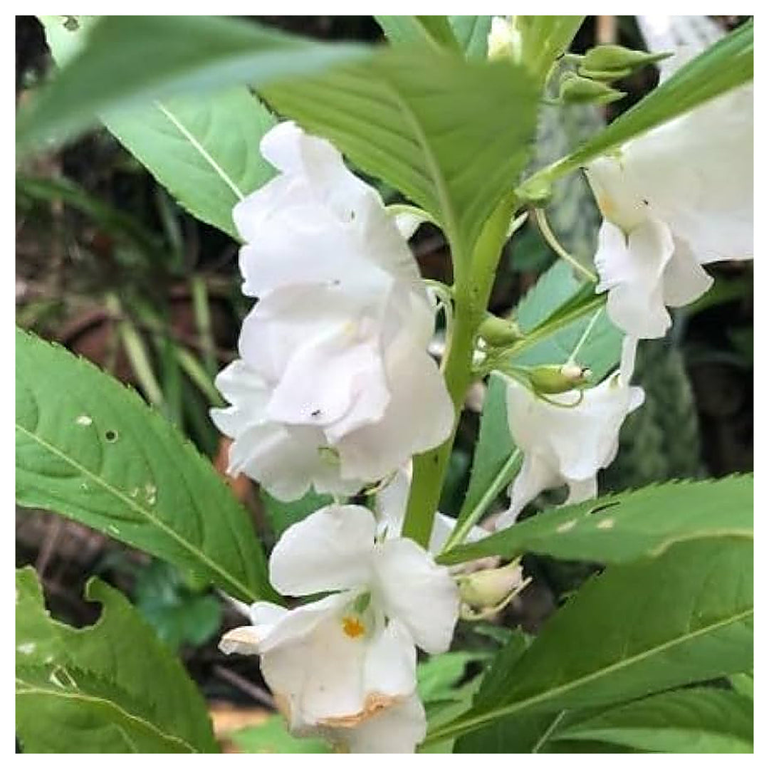 White Balsam Camellia Flower Seeds for Planting – Heirloom, Non-GMO, Organic Garden &amp; Pot Plant Seeds, High Germina | Neera Seeds product photo [neera-v4-e3a9ecf25ea9c2dbfeb6]