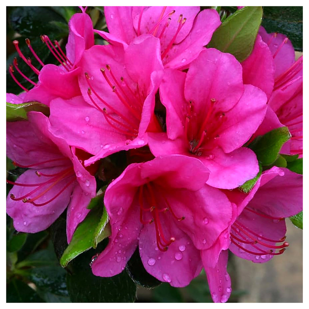 Heirloom Non-GMO Azalea Rhododendron Flower Seeds for Planting – Colorful Ornamental Blooms | High Germination | Neera Seeds product photo [neera-v4-e3b0c1762cacd1bd2a70]