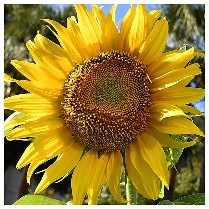 Sunflower Mammoth Grey Stripe For Large Garden Sunflowers Flower Seeds for Home Garden Planting, | Neera Seeds product photo [neera-v4-e3b20c2c2f86afe59f49]