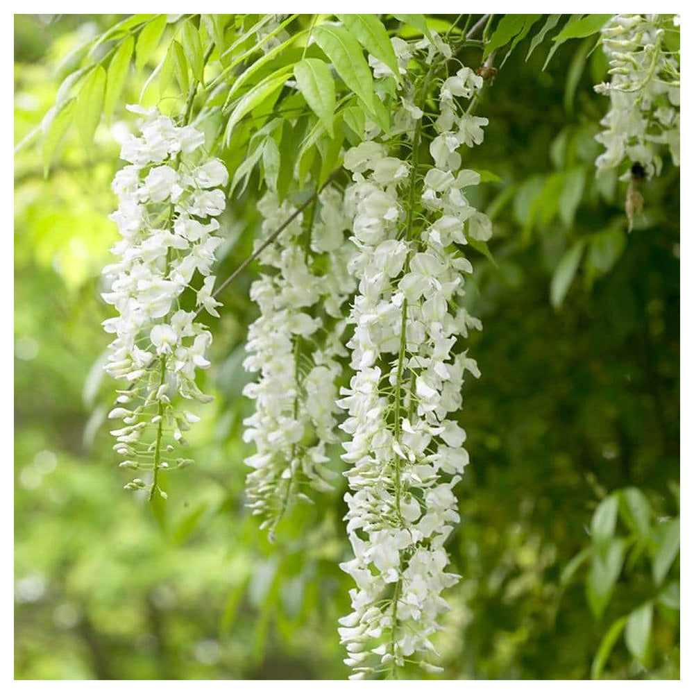 Heirloom White Wisteria Flower Seeds for Planting – Non-GMO, High Germination Cascading Fragrant Garden Seeds | Neera Seeds product photo [neera-v4-e3bd7996bd3f5e75ede3]