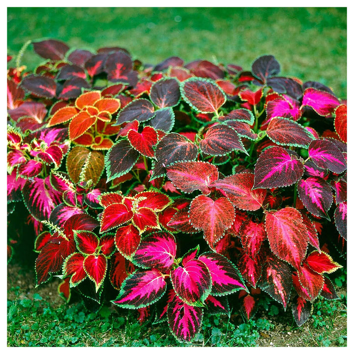 Heirloom Rainbow Coleus Plant Seeds – Non-GMO, High Germination Organic Garden Seeds for Planting | Neera Seeds product photo [neera-v4-e3be1dcff6407e6c8eab]