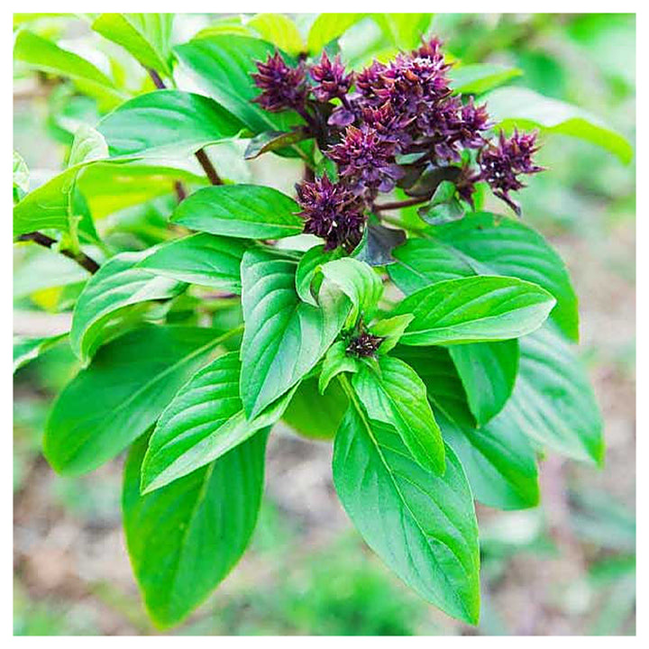 Sweet Basil Herb Seeds for Planting – Heirloom &amp; Non-GMO Essential for Culinary &amp; Medicinal Gardens | Neera Seeds product photo [neera-v4-e3bee3a161665897490b]