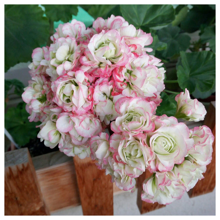Geranium Apple Blossom Light Pink Flower Seeds for Planting – Heirloom Non-GMO High Germination Organic Seeds | Neera Seeds product photo [neera-v4-e3cd4c3f7329a3a455d0]