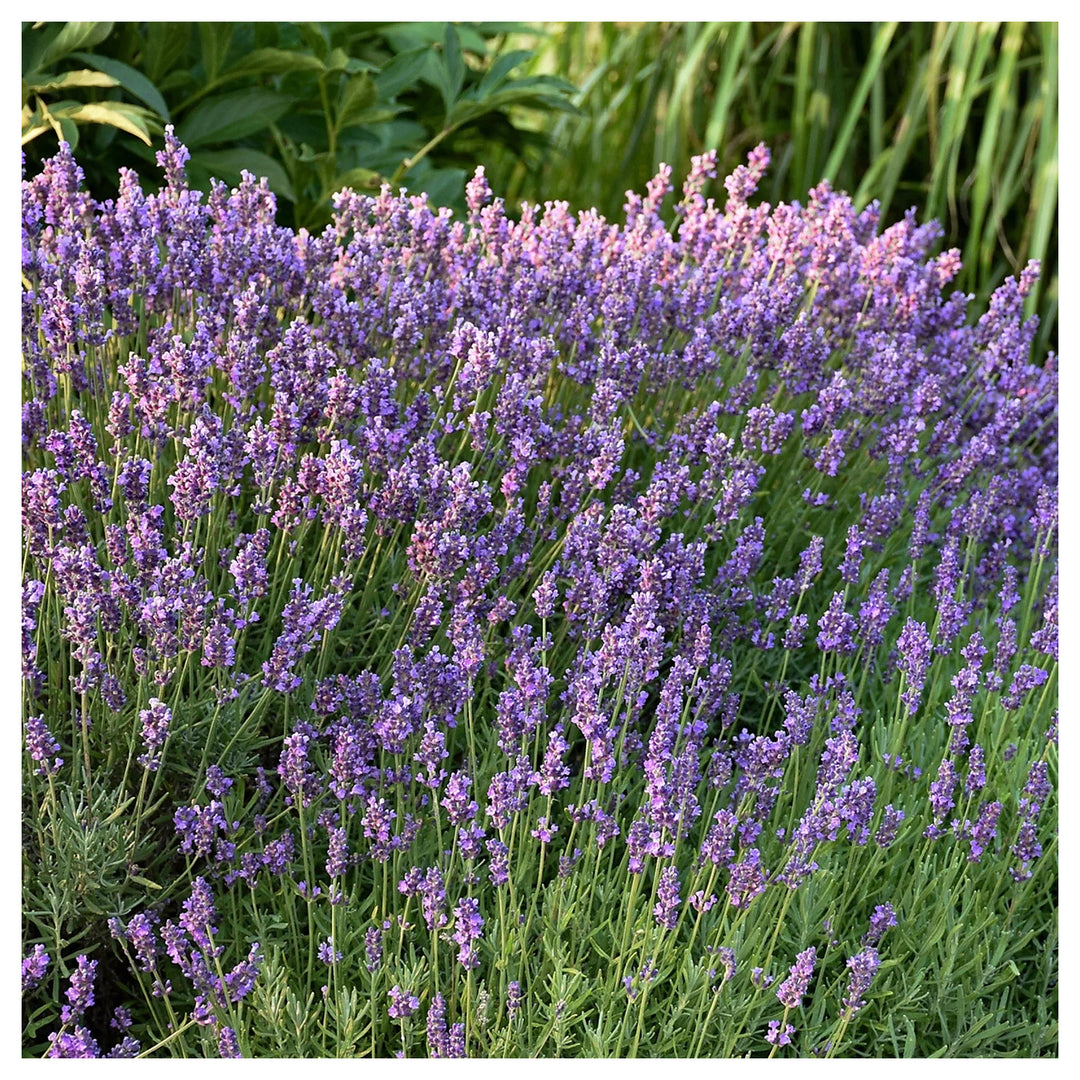 Lavender Vera English Mosquito Repellent Heirloom Non Gmo Drought Tolerant Perennial Flower Seeds | Neera Seeds product photo [neera-v4-e3e928925cfb092517e4]