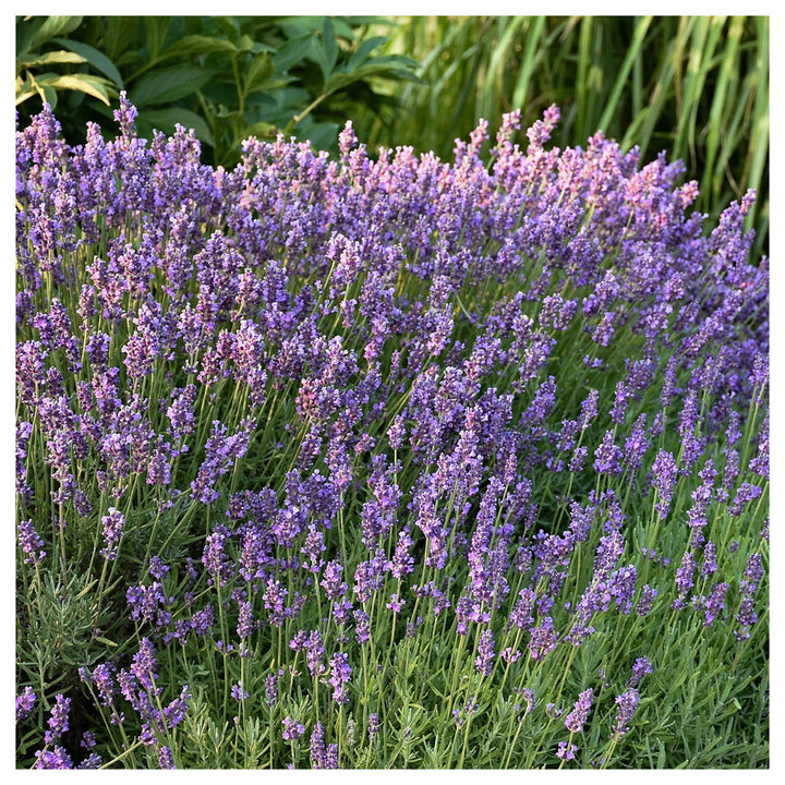 Lavender Vera English Mosquito Repellent Heirloom Non Gmo Drought Tolerant Perennial Flower Seeds | Neera Seeds product photo [neera-v4-e3e928925cfb092517e4]