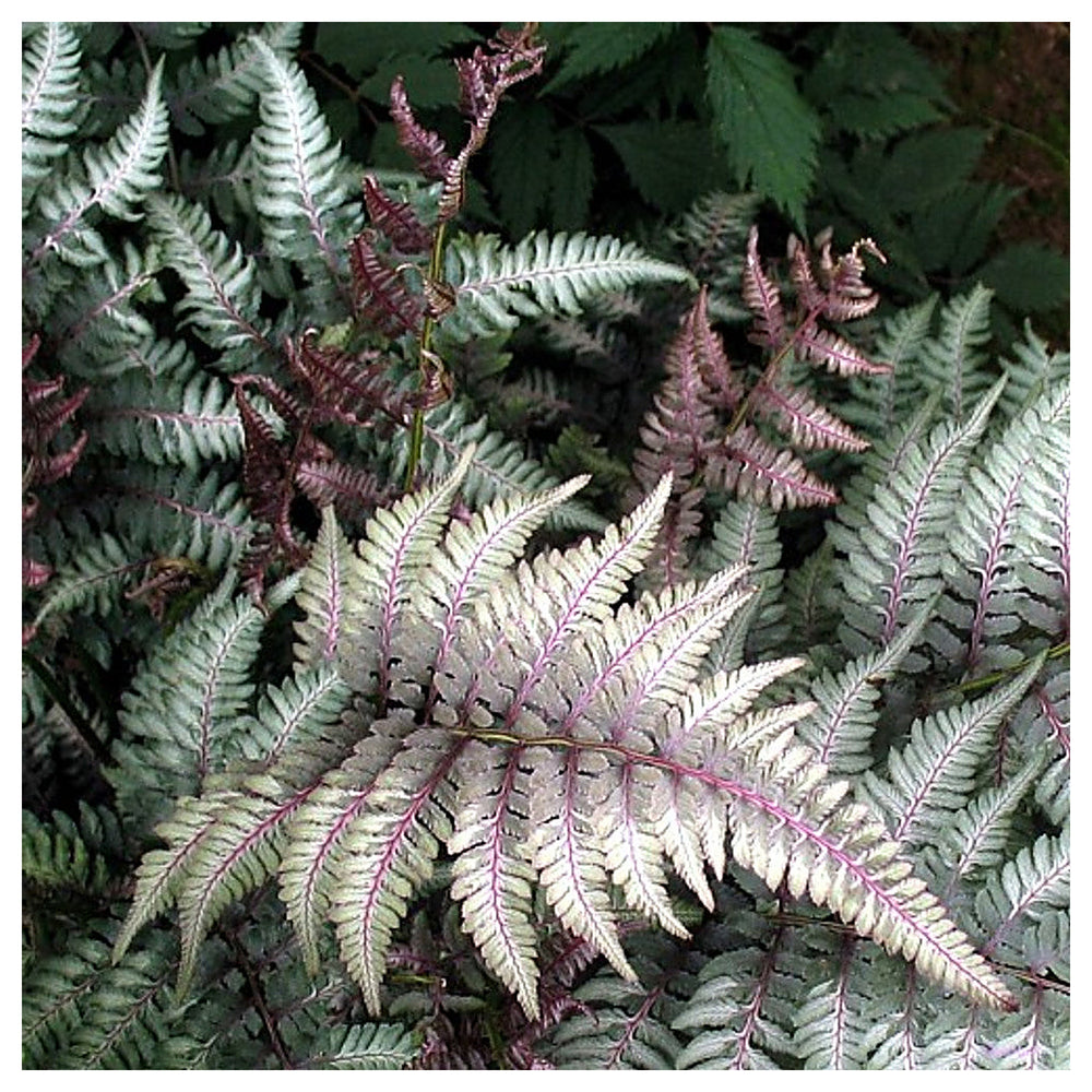 Fern Grey Plant Seeds for Planting – Heirloom Non-GMO High Germination Organic Garden Seeds | Neera Seeds product photo [neera-v4-e3f1ff944a06defdd7cd]