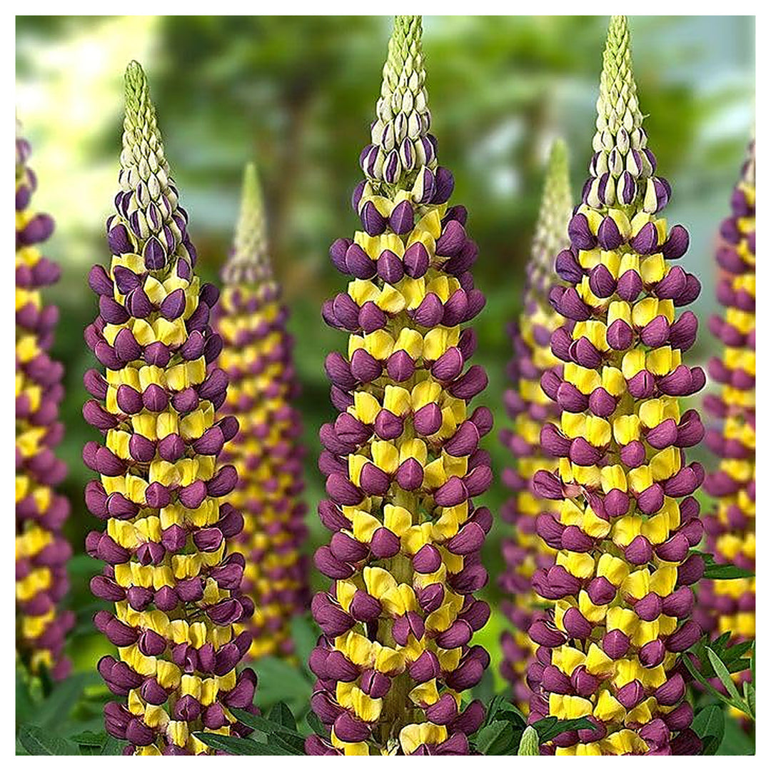 Heirloom Non-GMO Violet Yellow Lupine Flower Seeds Blooms for Garden Planting | Neera Seeds product photo [neera-v4-e3fcb056cd9e44592601]
