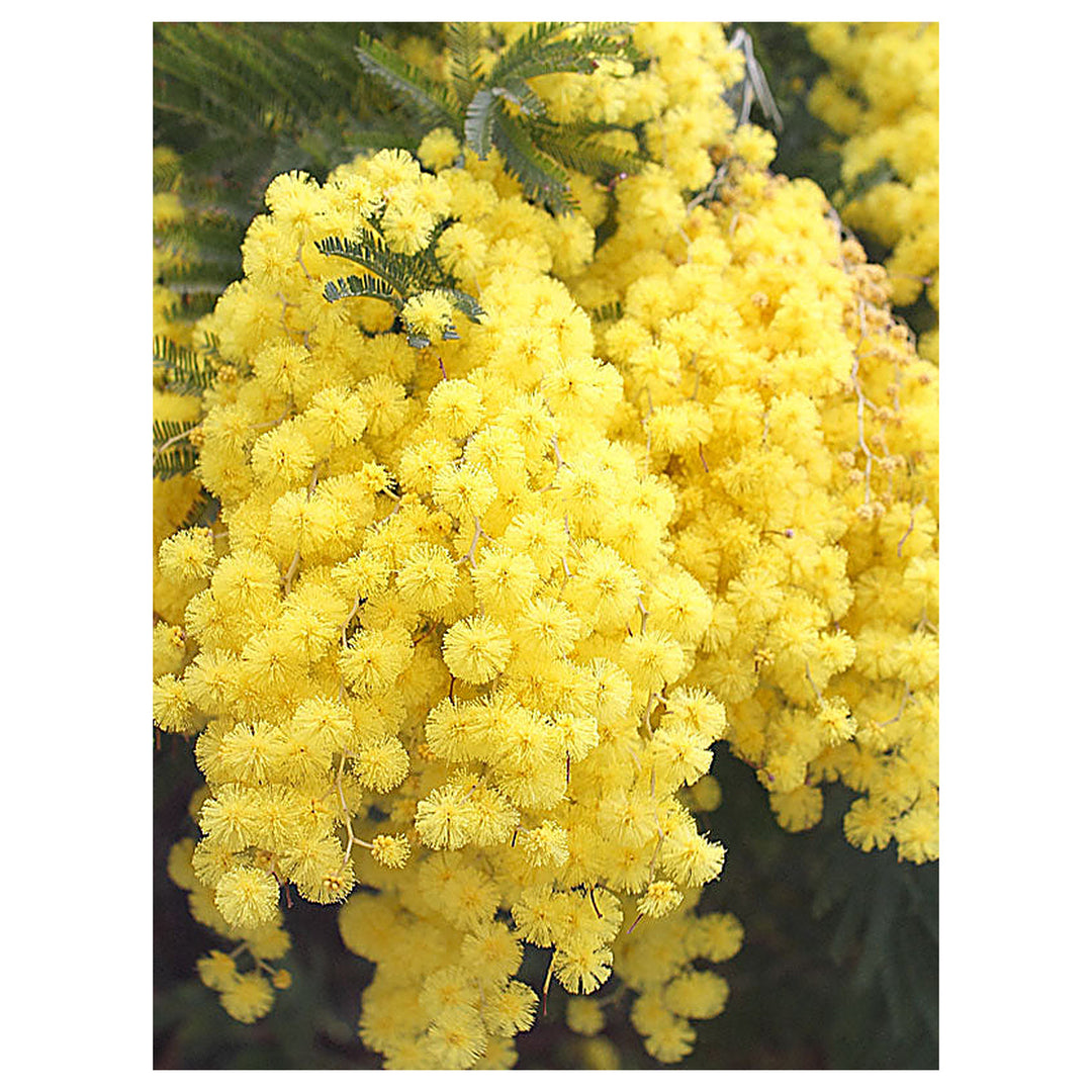 Golden Mimosa Yellow Flower Seeds for Planting – Heirloom Non-GMO Organic Garden Seeds with High Germination | Neera Seeds product photo [neera-v4-e419ae61214c97f52ac8]