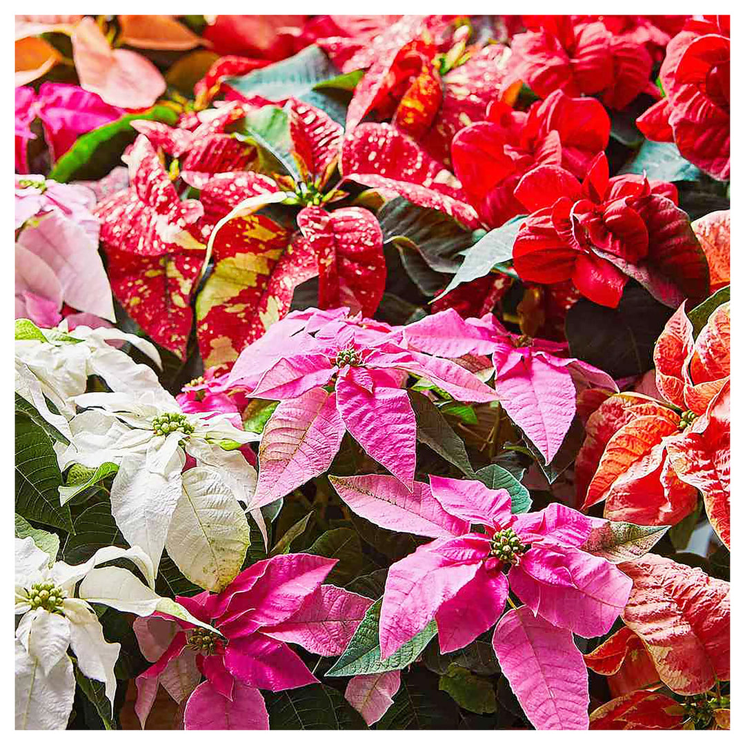 Poinsettia Euphorbia Pulcherrima Flowering Plants Flower Seeds Home Garden Planting, Exotic | Neera Seeds product photo [neera-v4-e42087ab38a3996d47f5]