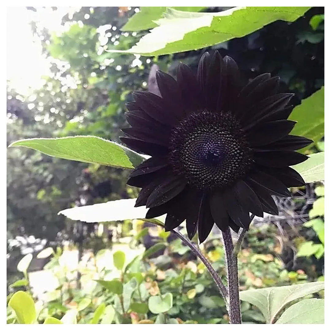 Organic Heirloom Non-GMO Black Sunflower Seeds for Planting – Unique Garden Blooms | Neera Seeds product photo [neera-v4-e430b6112c69489261e6]