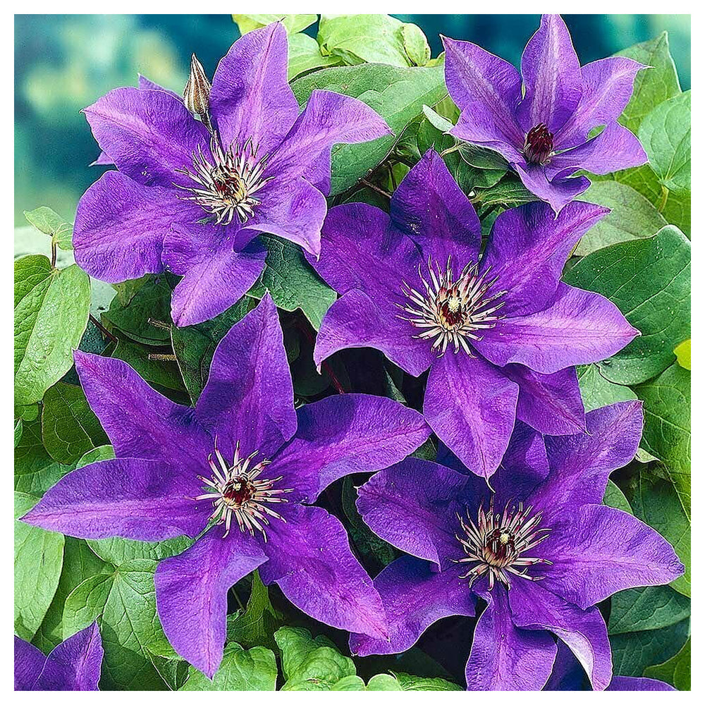 Purple Clematis Flower Seeds – Heirloom Non-GMO Climbing Vine Seeds for Planting | Neera Seeds product photo [neera-v4-e43409526f9723d6c91f]