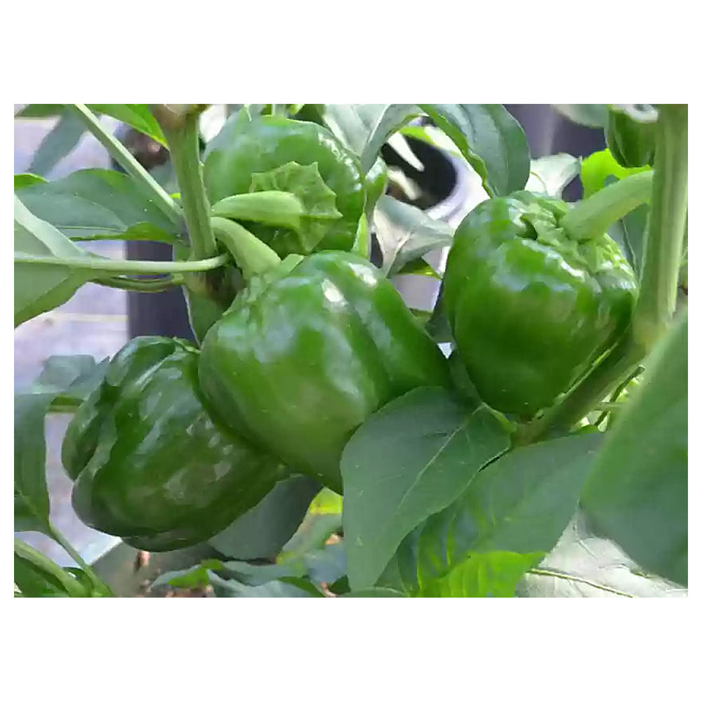 Green Capsicum Bell Peppers Vegetable Seeds for Planting – Heirloom, Non-GMO, High Germination, Organic Garden Seed | Neera Seeds product photo [neera-v4-e441860697bce6bacc6b]