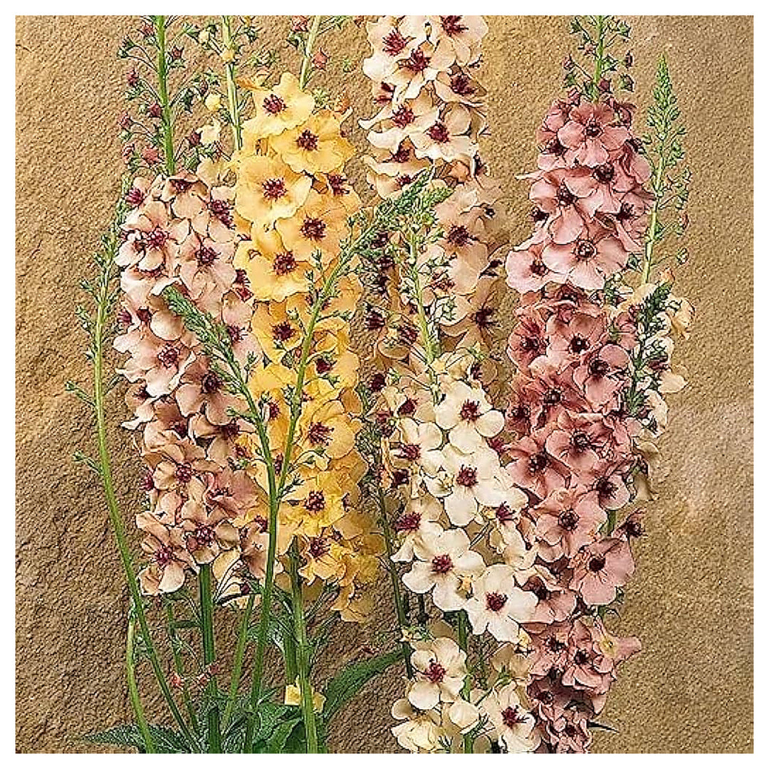 Antique Rose Verbascum Plant Seeds for Planting Non-GMO Heirloom Garden Seeds for Growing | Neera Seeds product photo [neera-v4-e4444c402947cf020ffa]