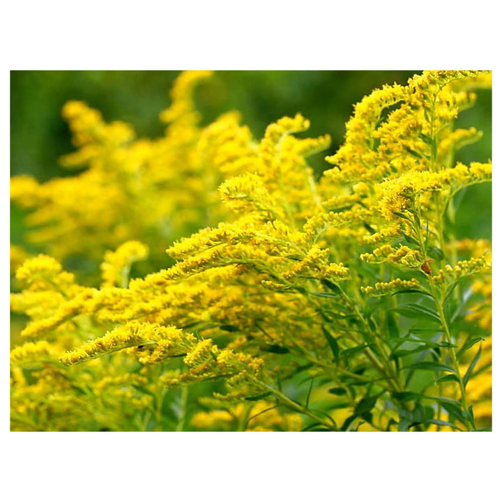 Goldenrod Flower Seeds for Planting | Heirloom Non-GMO High Germination Organic Garden Seeds | Neera Seeds product photo [neera-v4-e447e43205dc2e090d16]