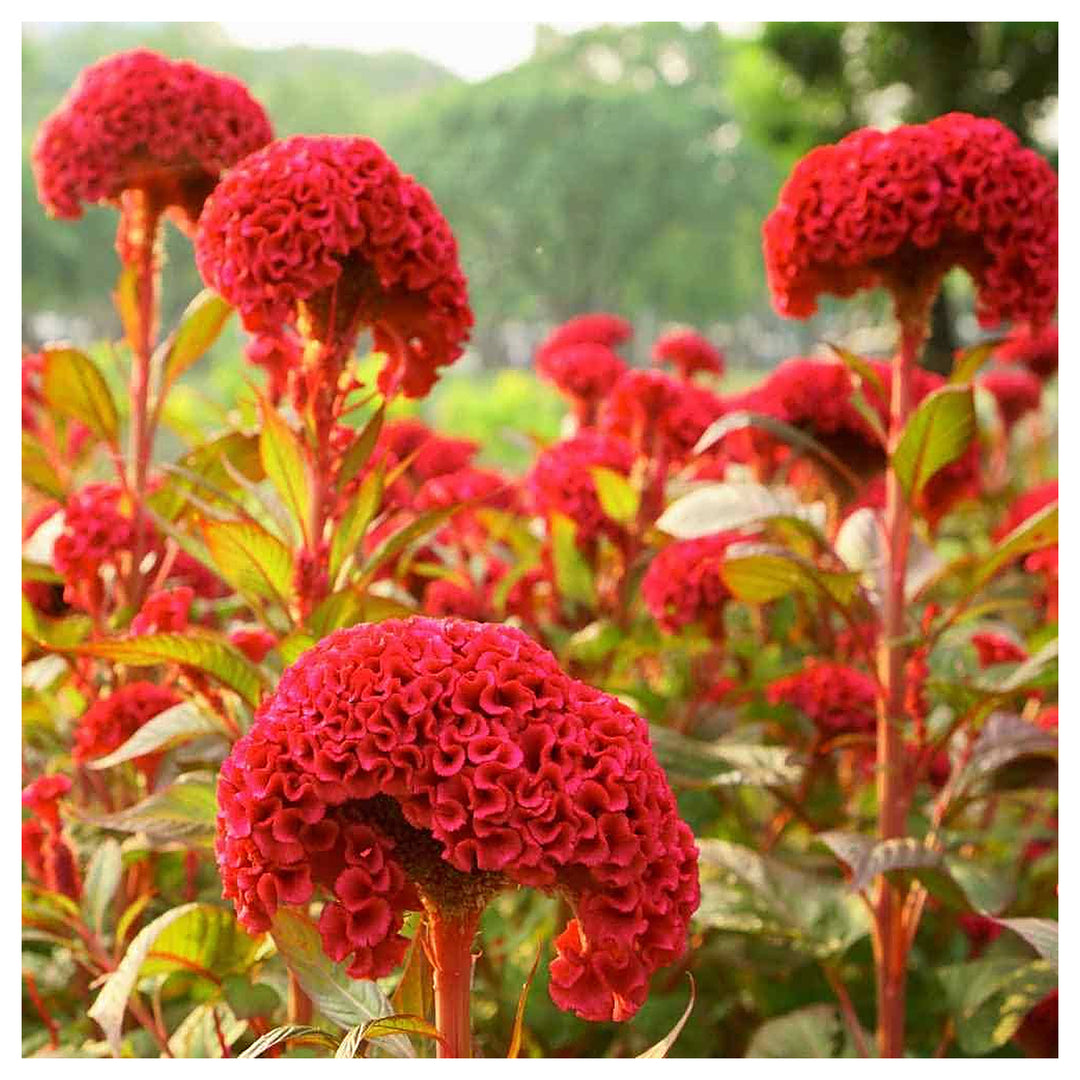Celosia Crested Cockscomb Mix Easy To Grow Flowers Flower Seeds Home Garden Planting, Vibrant | Neera Seeds product photo [neera-v4-e459cf29c93d78860184]