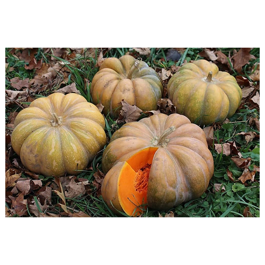 Brown Pumpkin Vegetable Seeds for Planting – Heirloom, Non-GMO, High Germination Organic Garden Seeds | Neera Seeds product photo [neera-v4-e4689db71c7ef08515ce]