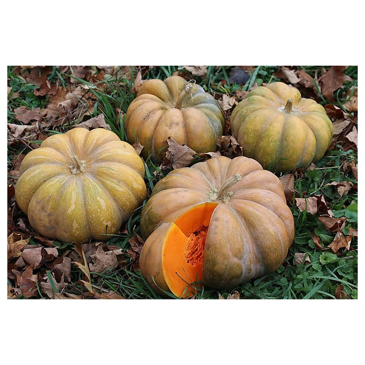 Brown Pumpkin Vegetable Seeds for Planting – Heirloom, Non-GMO, High Germination Organic Garden Seeds | Neera Seeds product photo [neera-v4-e4689db71c7ef08515ce]