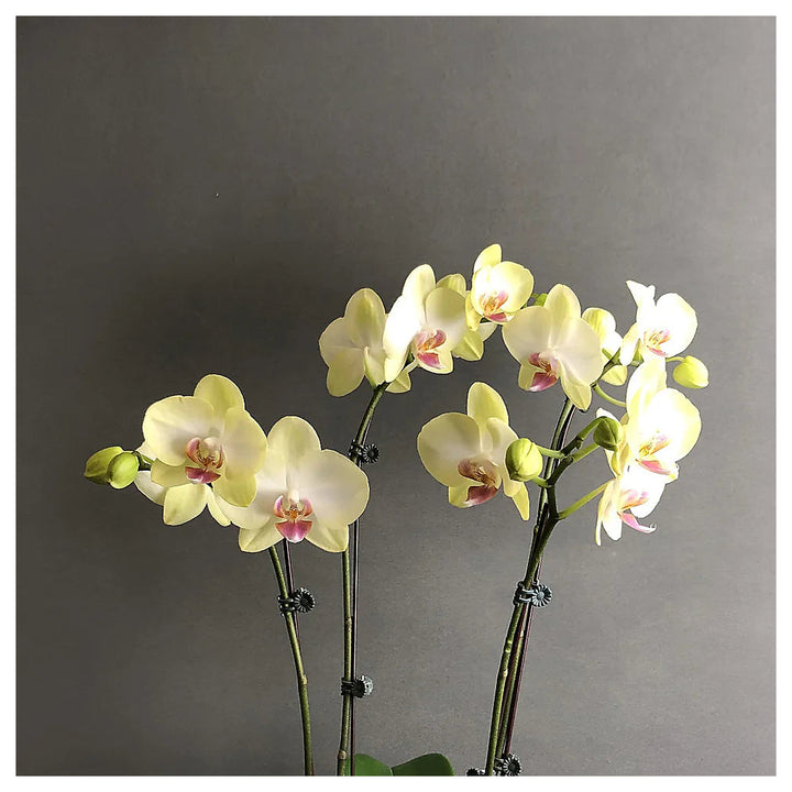 Heirloom Light Yellow Phalaenopsis Orchid Flower Seeds – Non-GMO Exotic Blooms for Planting, High Germination | Neera Seeds product photo [neera-v4-e46aaec07c92404dcbd3]
