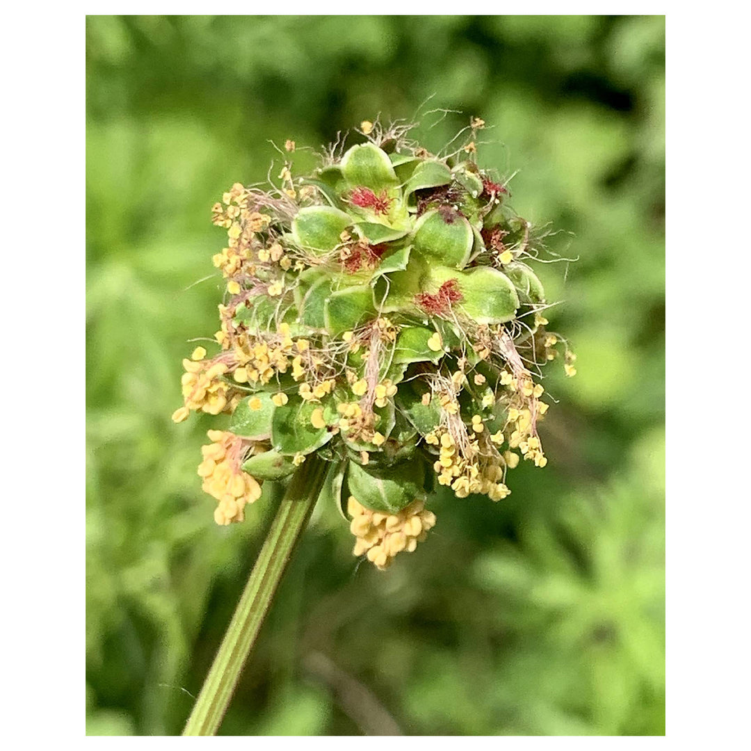 Heirloom Non-GMO Sanguisorba Flower Seeds for Planting – Unique Ornamental Garden Seeds | Neera Seeds product photo [neera-v4-e4766ab3634c27d88f4e]