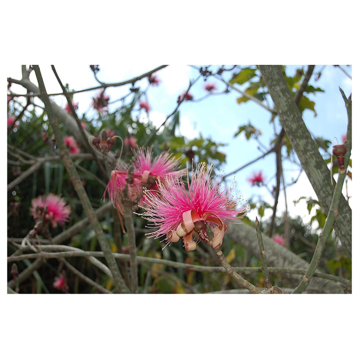 Heirloom Ellipticum Flower Seeds for Garden Planting, Non-GMO, Tropical Ornamental Blooms | Neera Seeds product photo [neera-v4-e485340de04d0e39a061]