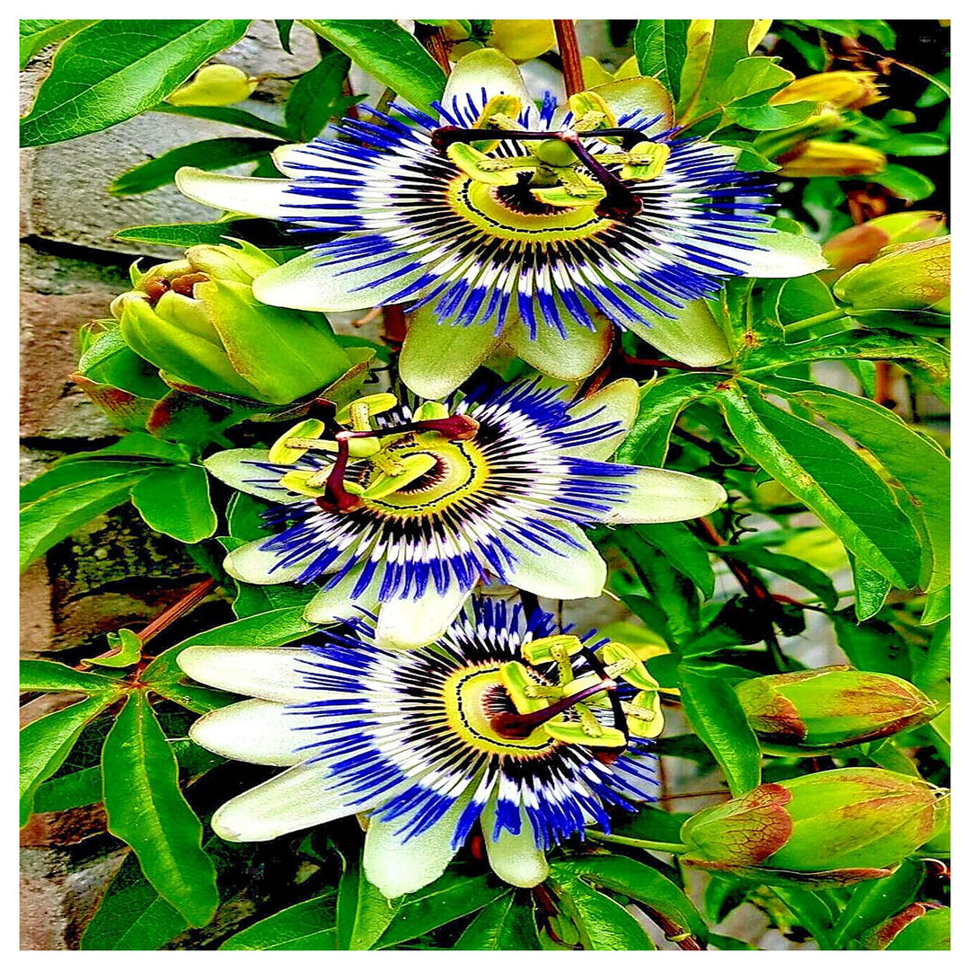 Sky Blue White Passion Flower Seeds for Planting – Organic, Heirloom, Non-GMO Seeds | Neera Seeds product photo [neera-v4-e48663187594cf8a7019]