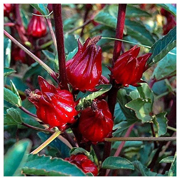 Roselle Thai Herb Plant For Planting Flower Seeds for Home Garden Planting, Decorative Organic | Neera Seeds product photo [neera-v4-e497b19a02635ad2756d]