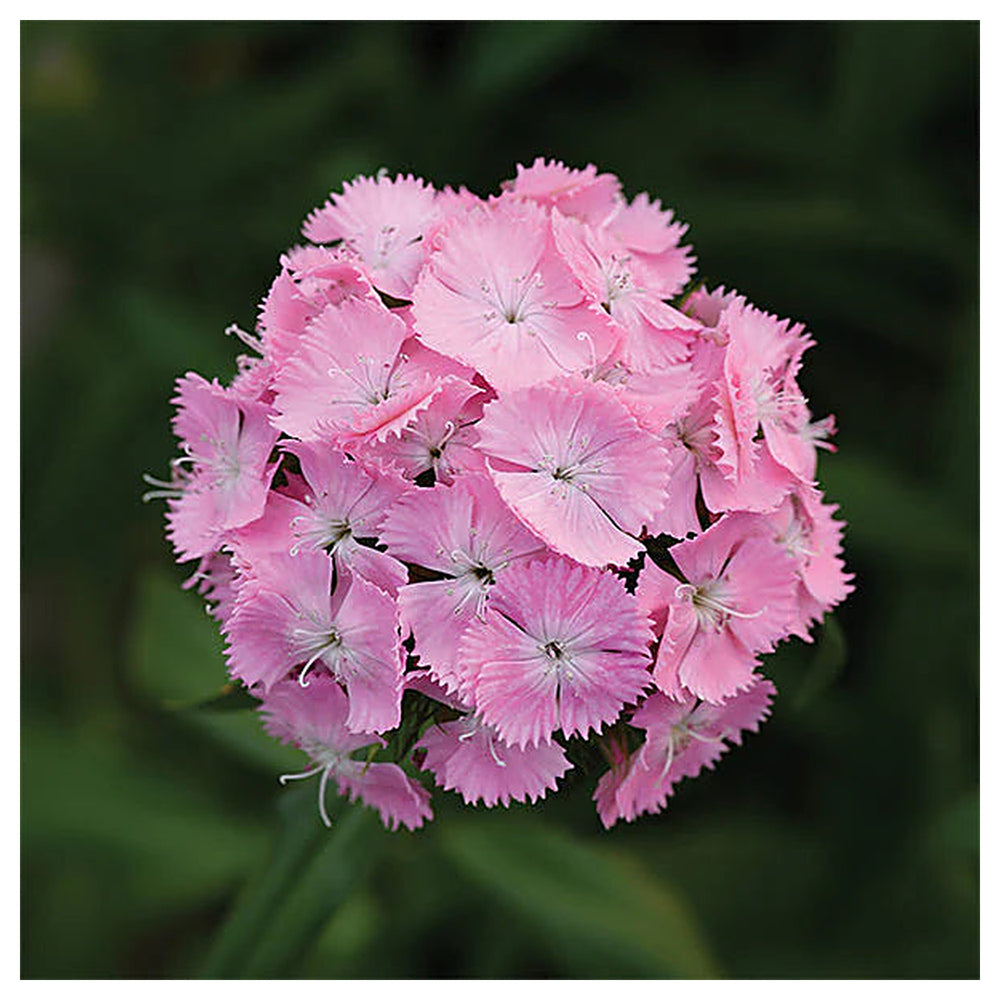 Light Pink Dianthus Flower Seeds for Planting, NON GMO Seeds | Neera Seeds product photo [neera-v4-e49c3f8d2e94d6bfa9a2]