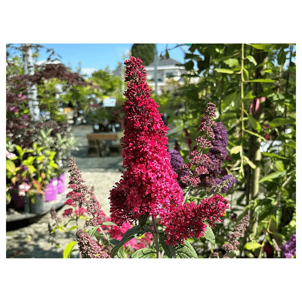 Red Buddleia Davidii Seeds for Planting – Heirloom Non-GMO High Germination Organic Garden Seeds | Neera Seeds product photo [neera-v4-e4a85d92036a9a802f53]