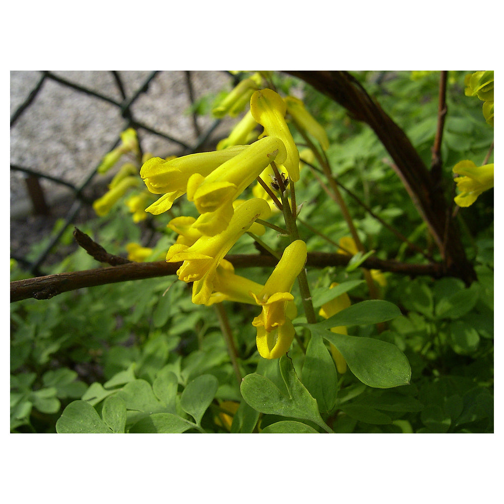 Corydalis Lutea Flower Seeds – Heirloom, Non-GMO, High Germination Organic Garden Seeds for Planting | Neera Seeds product photo [neera-v4-e4b32b5c36fa51d43745]