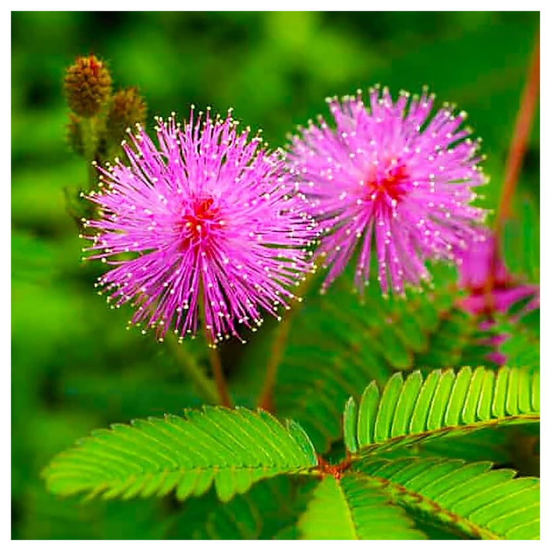 Heirloom Non-GMO Mimosa Pudica Flower Seeds for Planting – Sensitive Plant with Touch Response, High Germination | Neera Seeds product photo [neera-v4-e4b56e2c9bbae8814868]