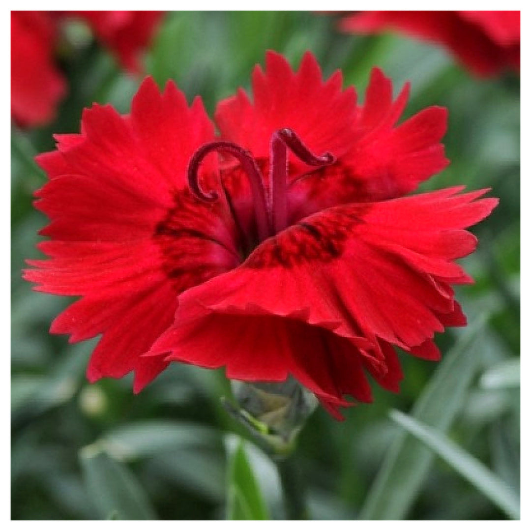 Heirloom Non-GMO Red Dianthus Flower Seeds for Garden Planting – Fragrant Hardy Blooms Variety | Neera Seeds product photo [neera-v4-e4b603e3c1ef0dda61a6]