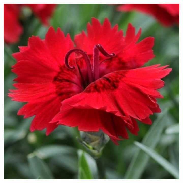 Heirloom Non-GMO Red Dianthus Flower Seeds for Garden Planting – Fragrant Hardy Blooms Variety | Neera Seeds product photo [neera-v4-e4b603e3c1ef0dda61a6]