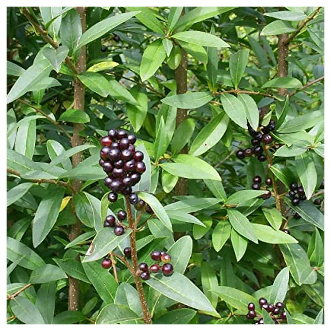 Ligustrum Vulgare Plant For Planting Flower Seeds for Home Garden Planting, Colorful Organic | Neera Seeds product photo [neera-v4-e4b85e7d66b2091c4ce7]