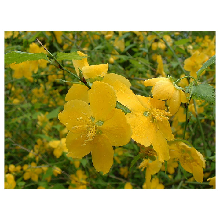 Heirloom Non-GMO Kerria Japonica Flower Seeds for Planting – Bright Yellow Blooms for Ornamental Shrub Gardens | Neera Seeds product photo [neera-v4-e4d5f3238a36da264943]