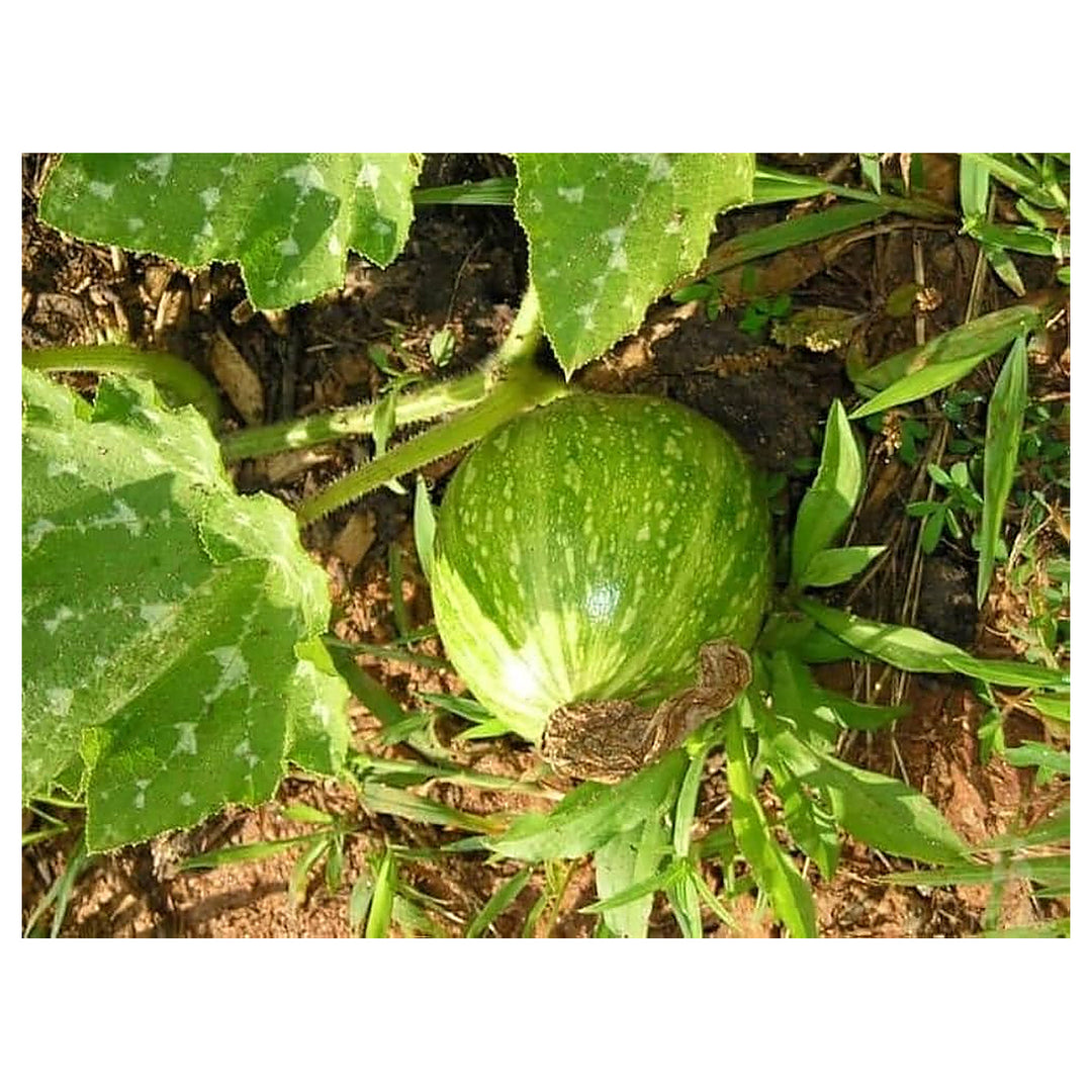 Korean Pumpkin For Planting Cucurbita Moschata For Vegetable Patches And Urban Gardens Flower Seeds | Neera Seeds product photo [neera-v4-e4dd37bb97faf03fc2ee]