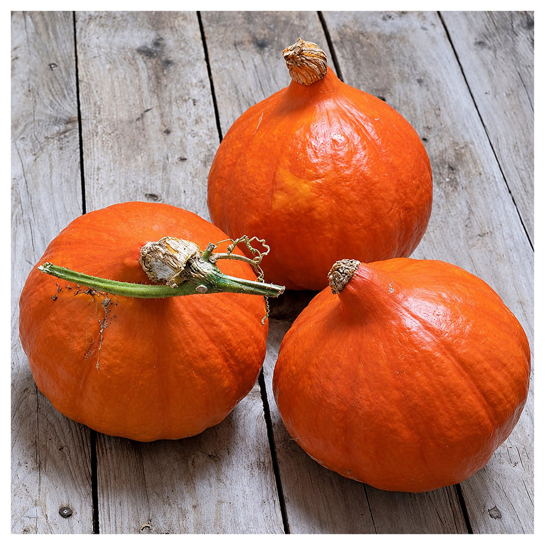 Uchiki Kuri Pumpkin Seeds for Planting – Organic, Heirloom, Non-GMO, High Germination Garden Seeds | Neera Seeds product photo [neera-v4-e4e285ee4e92b7b14257]