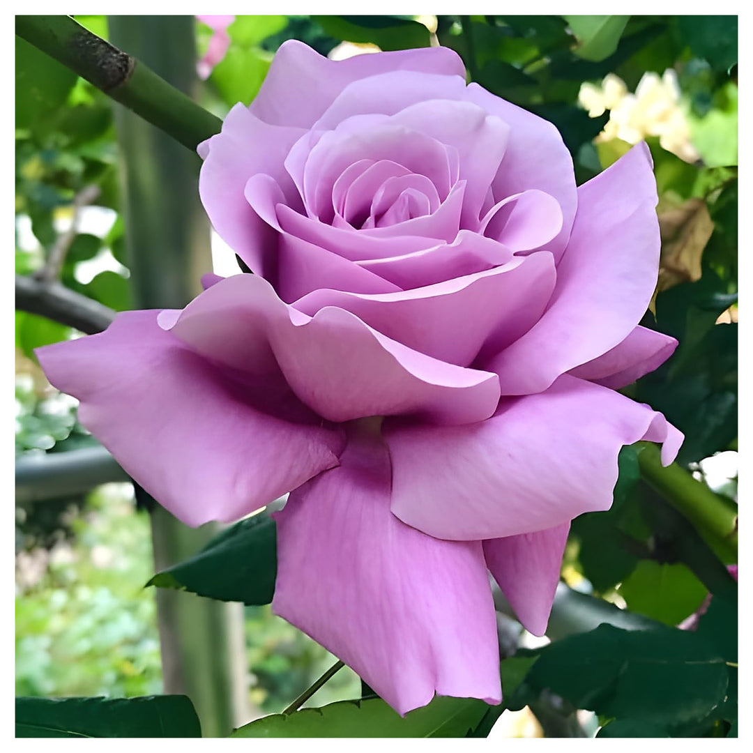 Lavender Rose For Planting Rosa Spp For Flower Beds And Fragrant Gardens Flower Seeds for Home | Neera Seeds product photo [neera-v4-e4e4bd6c72ef2ceb19bd]