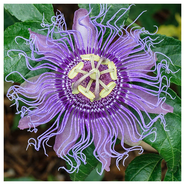 Heirloom Non-GMO Passion Flower Passiflora Seeds for Planting – Exotic Climbing Vine Blooms | High Germination | Neera Seeds product photo [neera-v4-e4f61f147b2a059c99f4]