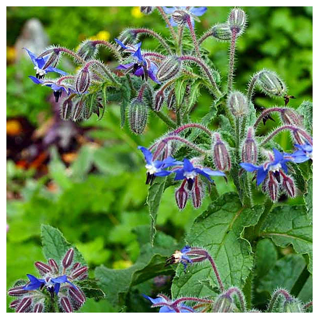 Borage Seeds for Planting – Organic, Heirloom, Non-GMO Herb &amp; Edible Flower Seeds for Pollinator and Culinary Garde | Neera Seeds product photo [neera-v4-e4fe612d471b0679ee0a]