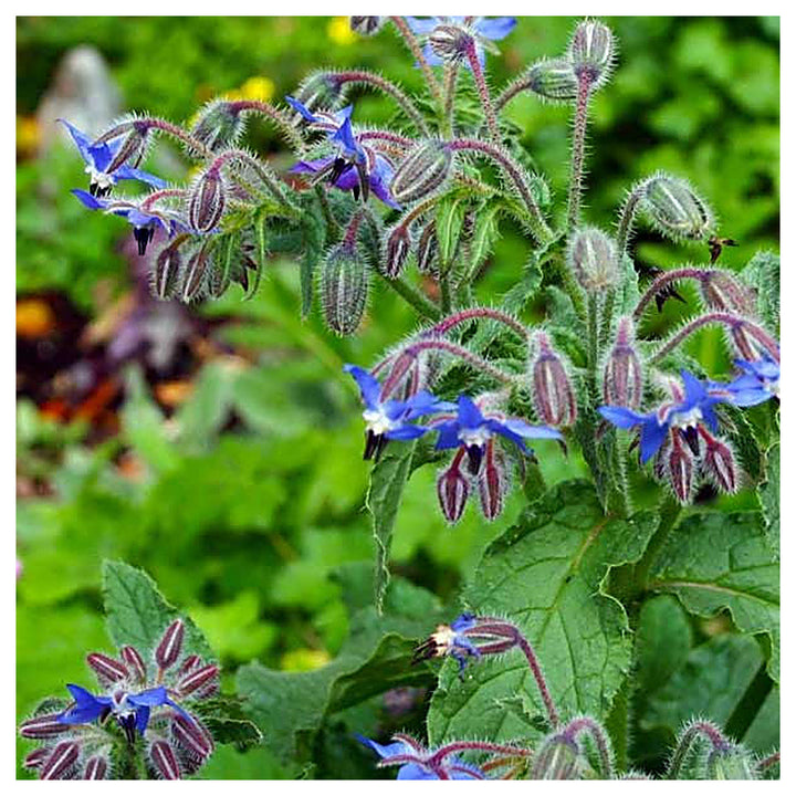 Borage Seeds for Planting – Organic, Heirloom, Non-GMO Herb &amp; Edible Flower Seeds for Pollinator and Culinary Garde | Neera Seeds product photo [neera-v4-e4fe612d471b0679ee0a]