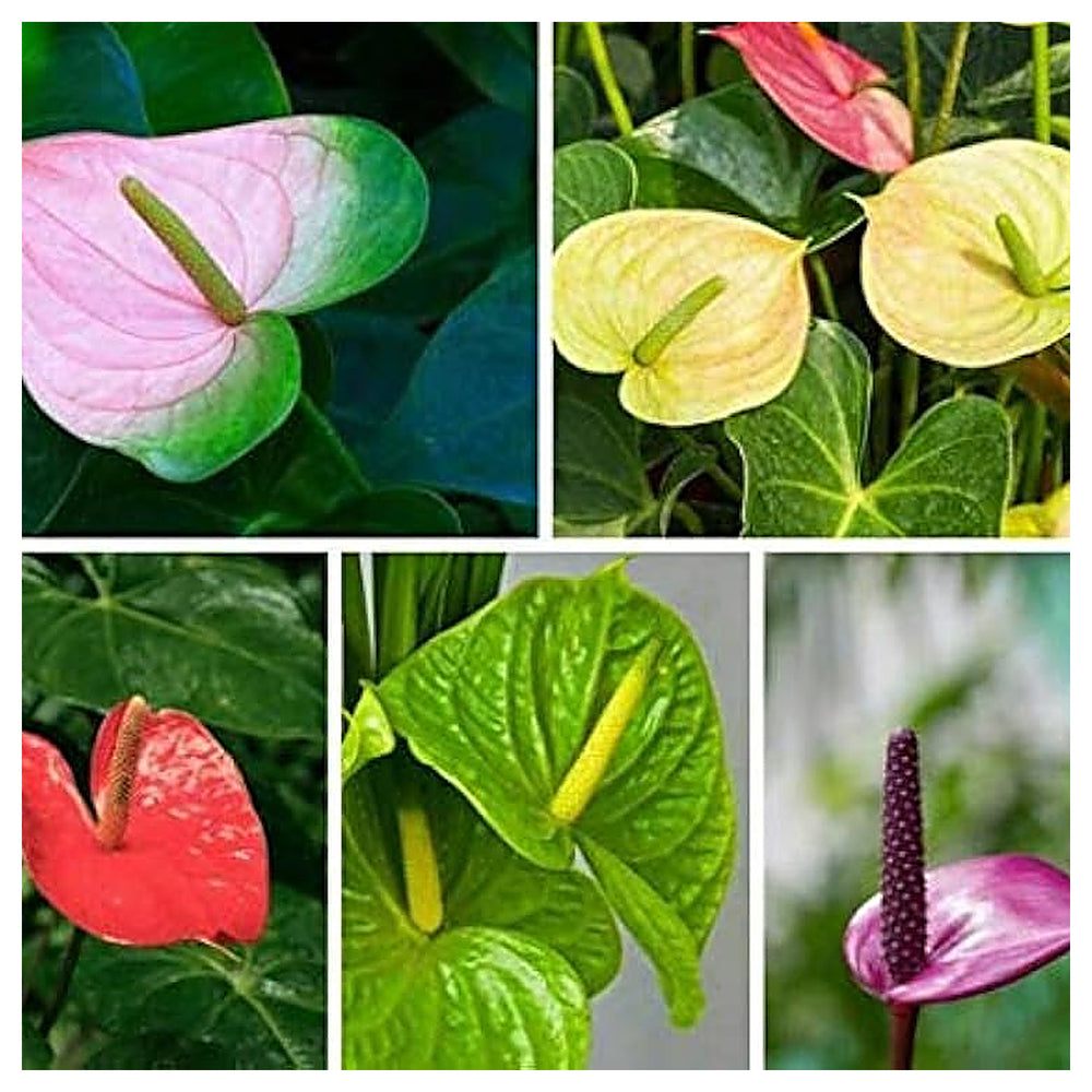 Heirloom Mixed Anthurium Andraeanum Flower Seeds – Non‑GMO Ornamental Seeds | Neera Seeds product photo [neera-v4-e503d6f56b15c88c97a9]