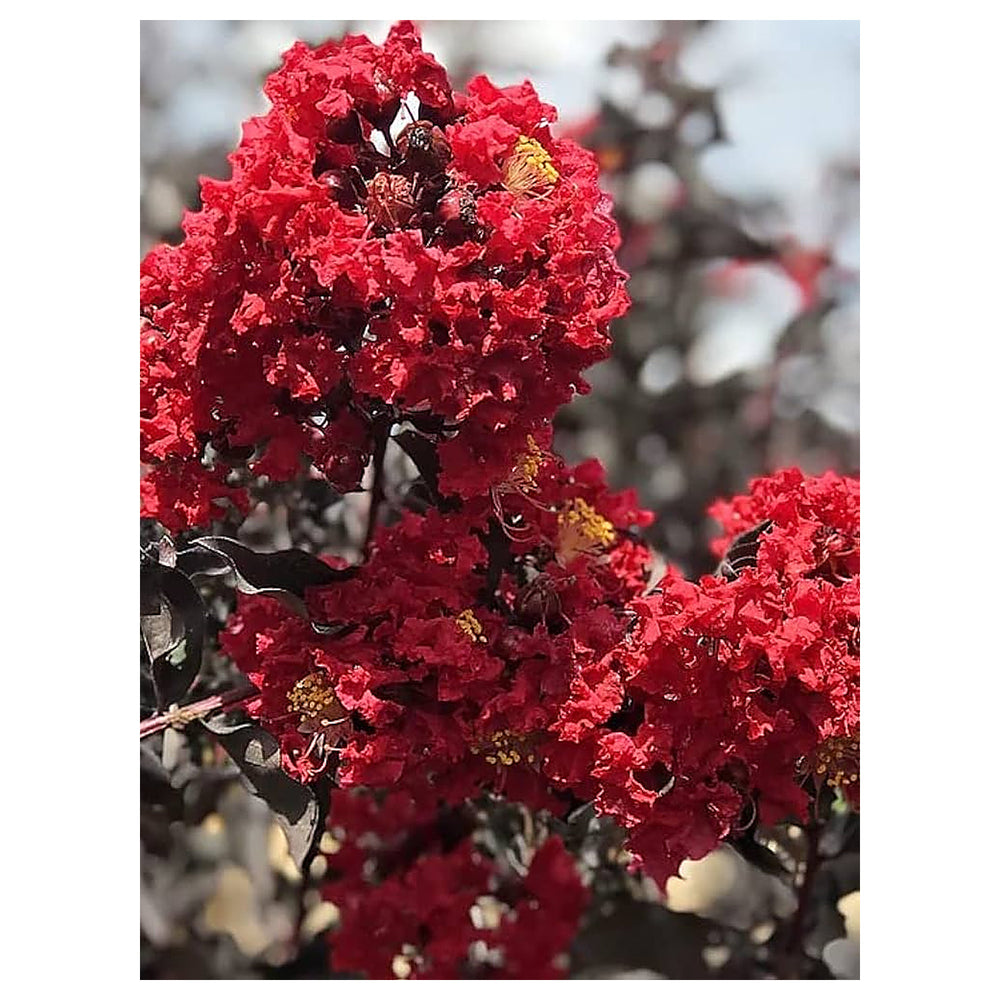 Red Crape Tree Flower Seeds for Planting – Heirloom, Non-GMO, High Germination, Organic Garden Seeds | Neera Seeds product photo [neera-v4-e50a35dbc8145bf7e5c9]