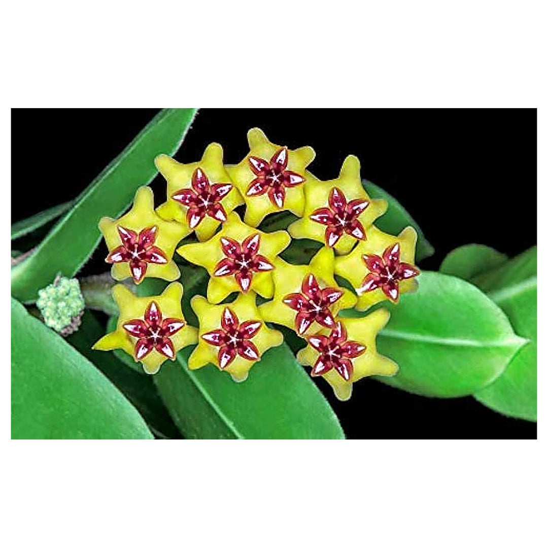 Canossa Flower Seeds for Planting – Heirloom, Non-GMO Seeds | Neera Seeds product photo [neera-v4-e51543262c2c5bc48c84]